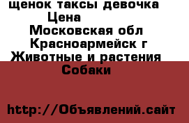 щенок таксы девочка. › Цена ­ 15 000 - Московская обл., Красноармейск г. Животные и растения » Собаки   